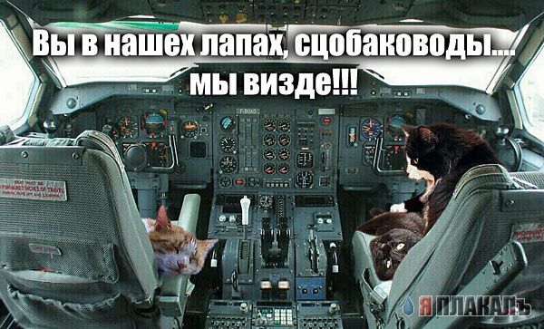 Кошки и Собаки - большая подборка