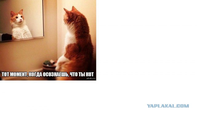 Весёлые картинки