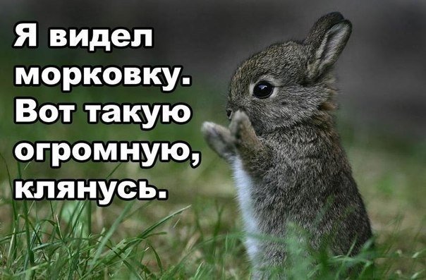 Божьи твари