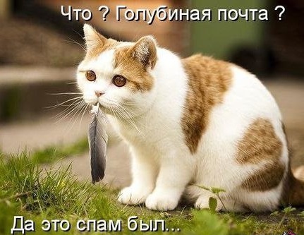 "Оскара" - котикам!