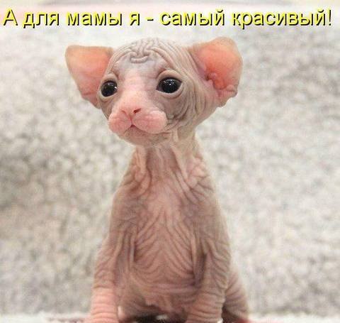 Мохнатые беспредельщики