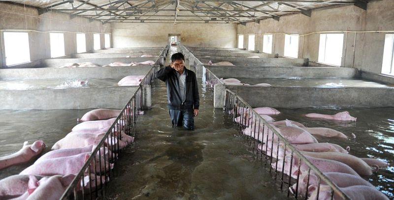 Слезы фермера, вынужденного оставить умирать 6000 своих свиней из-за  наводнения - ЯПлакалъ