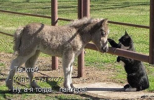 Мохнатые беспредельщики