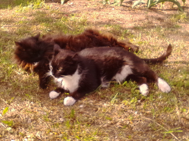 Котовторник 09.08.2016
