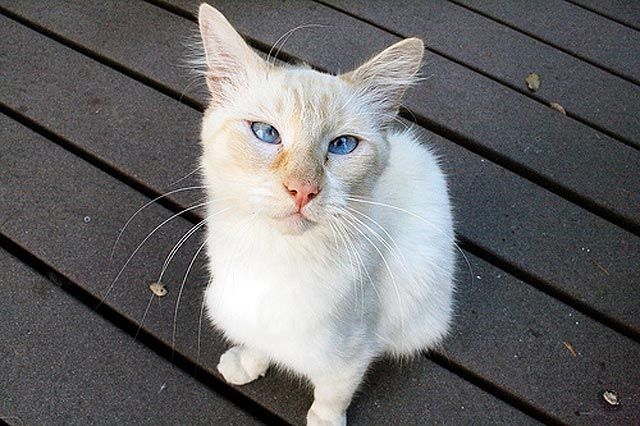 Косоглазые котики