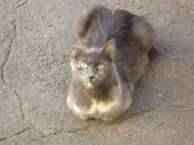 Котовторник 25.10. 2016