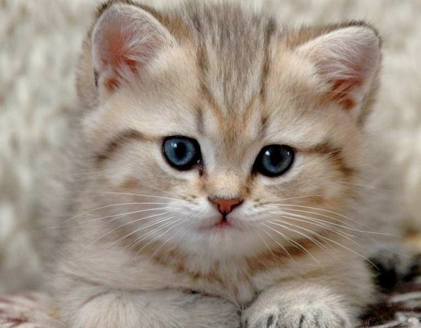 Коты из сети