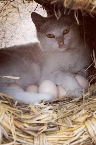 Коты из сети