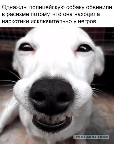 Очередная порция веселых комментов из соцсетей.