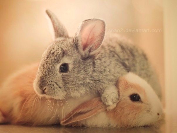 Самые смешные животные