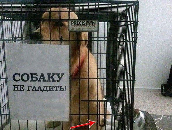 Просто картинки