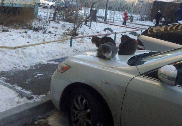 Коты и Кошки