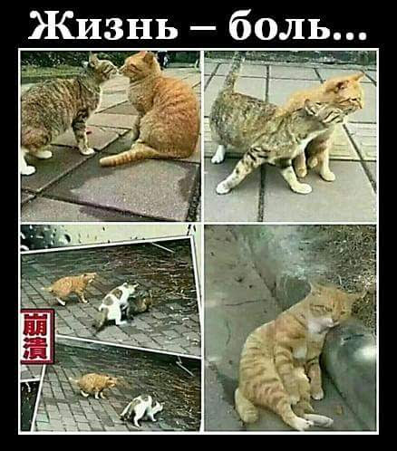 Фотобомбы котов