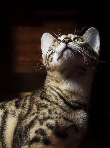 Фотобомбы котов