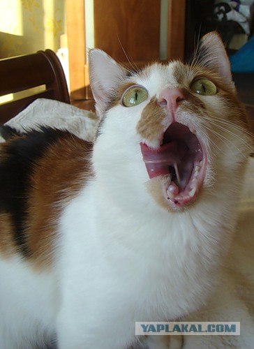Котовторник: Кошки гаваны и другие!