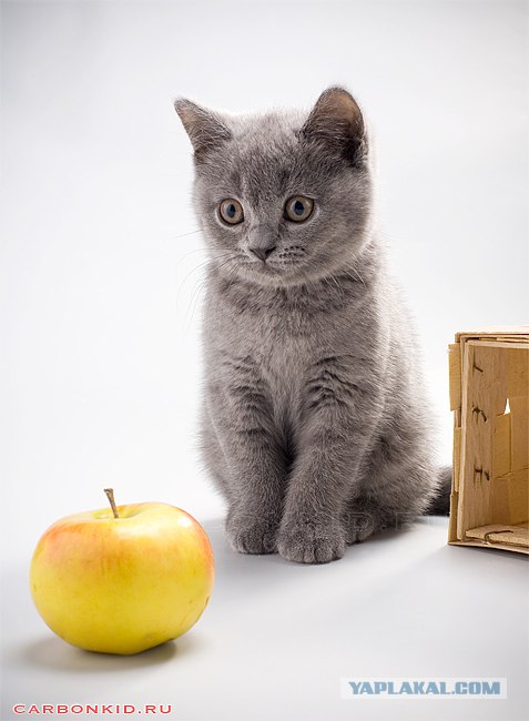 Что общего у яблока и котенка?