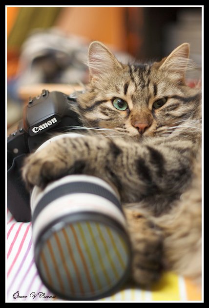 Новогодний КОТОВТОРНИК!