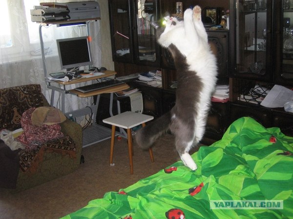 Котосреда (06.05.2009)