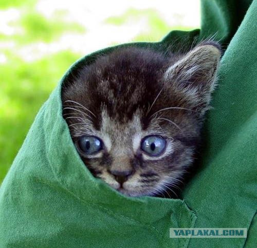 Котовторник (02.06.2009)