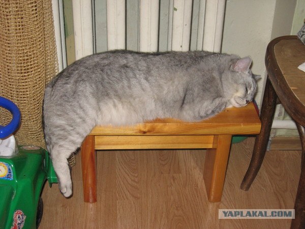 Котовторник: коты и... почти мыши