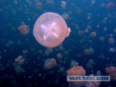 Морской монстр