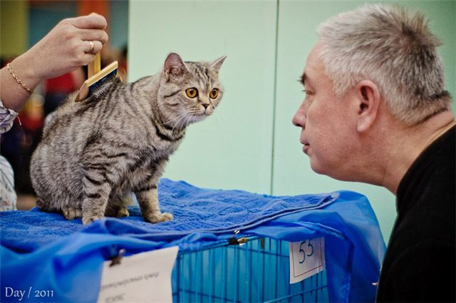 Котовторник  07.06.11