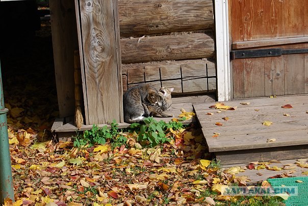 Первый котовторник июля
