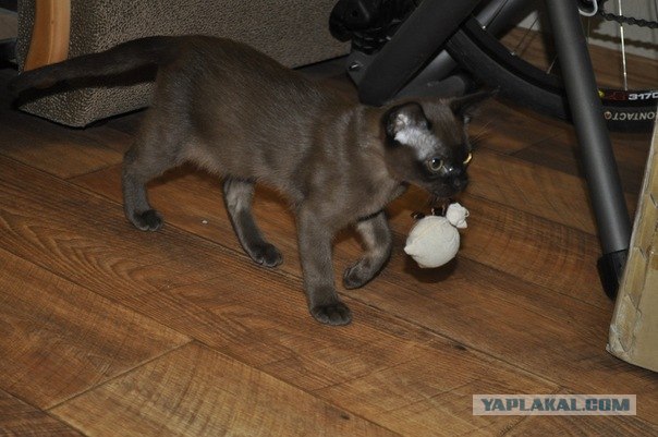 Котовторник 17 января