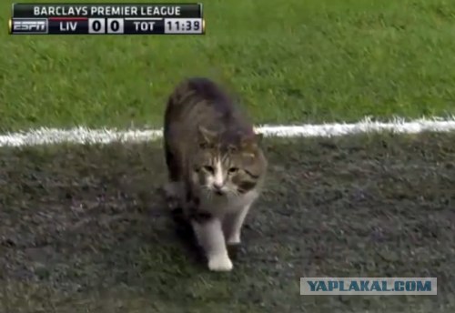 Котовторник (07.02.2012)
