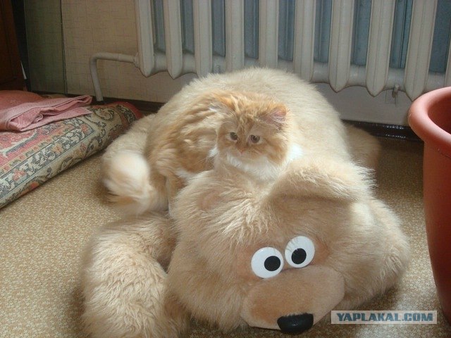 Котовторник  14.08.2012.