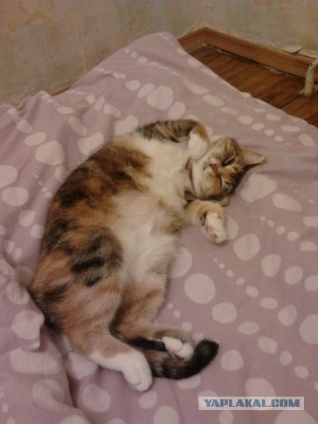 Котовторник  28.08.12