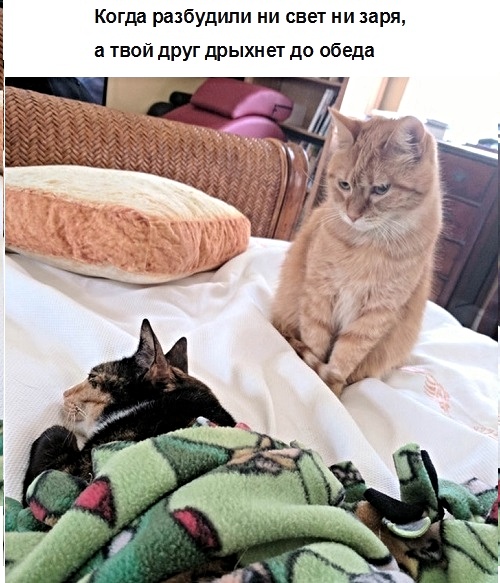 Анекдоты, истории и картинки с надписями
