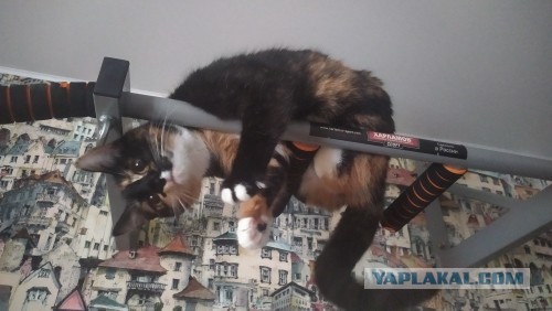 Отданные даром. К котовторнику