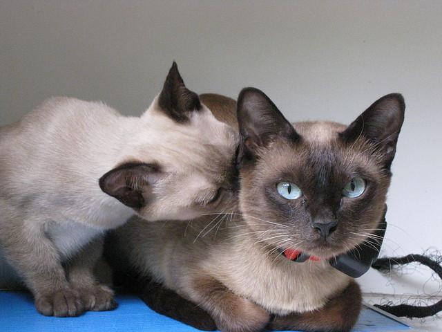 Котики