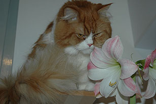Кот, который не любит Новый год