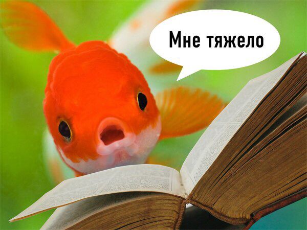Рыбов, показываю. Красивое