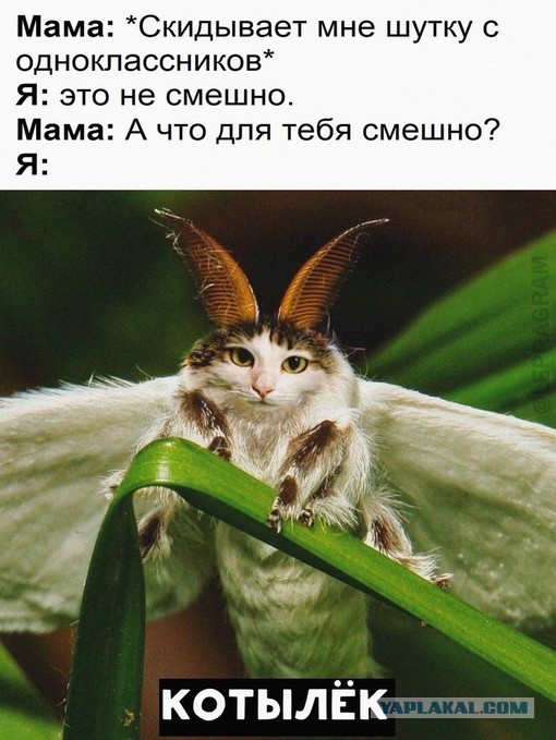 Юмор в картинках и без 04.10.2022