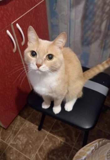 Котовторнику посвящается