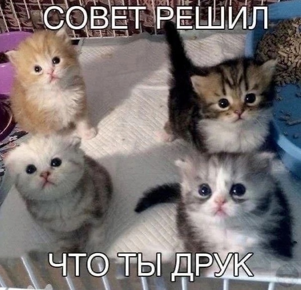 Кошка ночью обложила хозяйку своими новорождёнными котятами, пока та спала