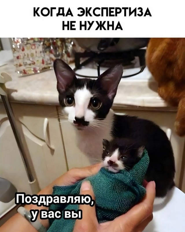 К котовторнику: подборка картинок-баянов с котиками и про котиков. Выпуск 9