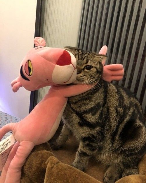Котовторник