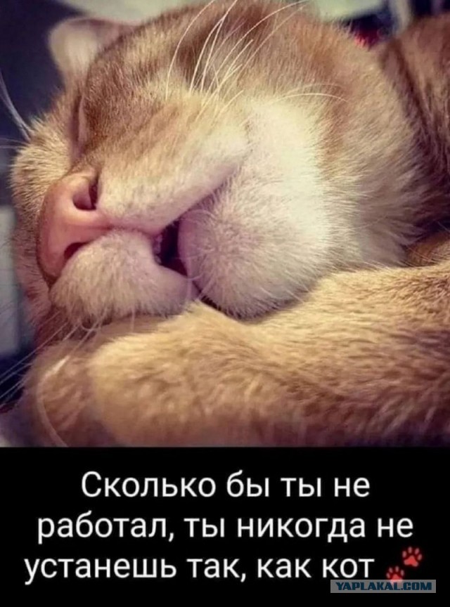 К котовторнику: подборка картинок-баянов с котиками и про котиков. Выпуск 11