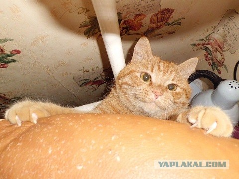 Котовторник 9.07.2013