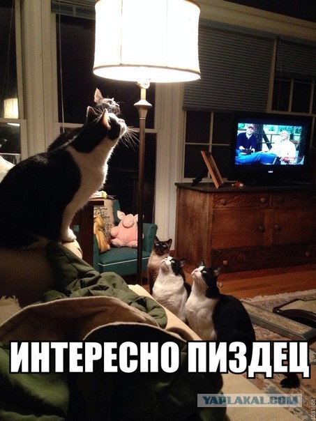 Сижу такой..