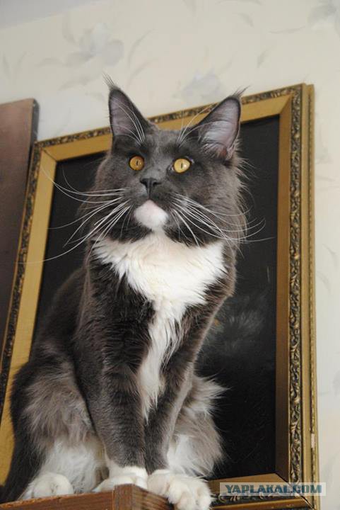 С Котовторником!