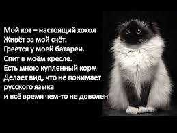 Котовторник 10.06.2014