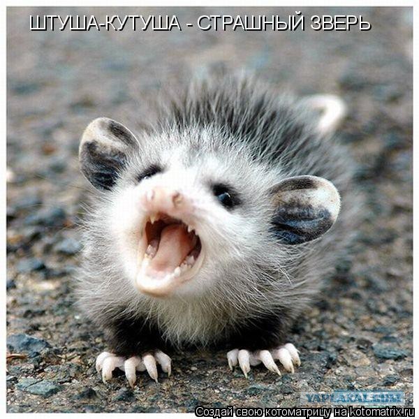 Котёнок против добермана.