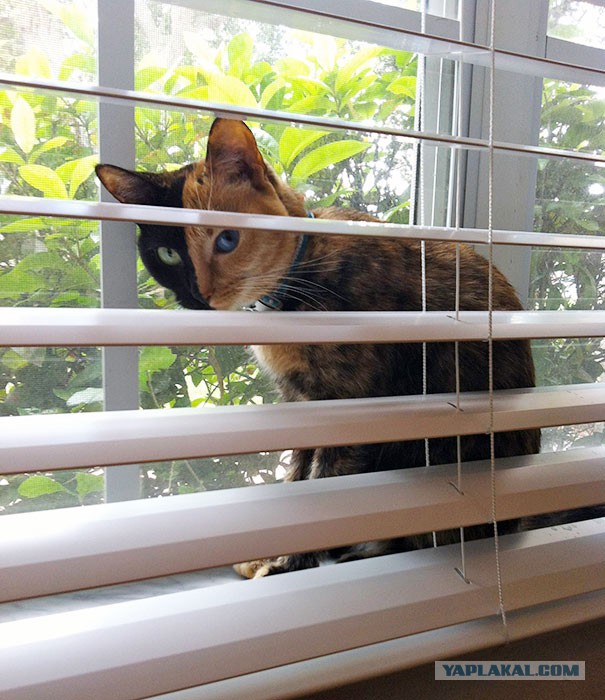Кошка с двумя лицами