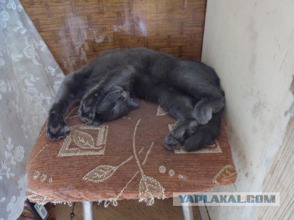 Котовторник 16.09.14