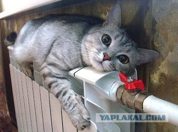 Картинки, вроде смешные.